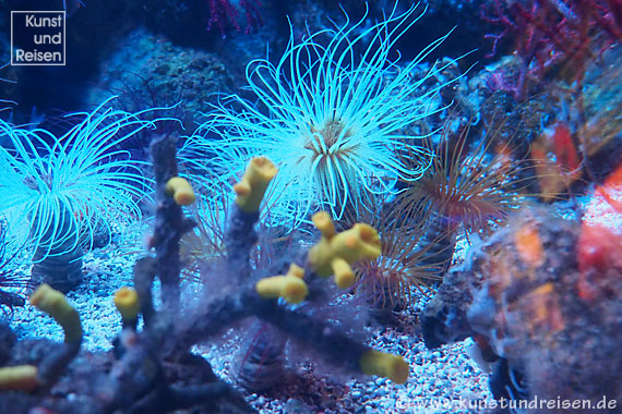 Genua, Korallen im Aquarium