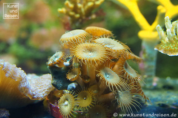 Genua, Tropisches Becken mit Korallen im Aquarium