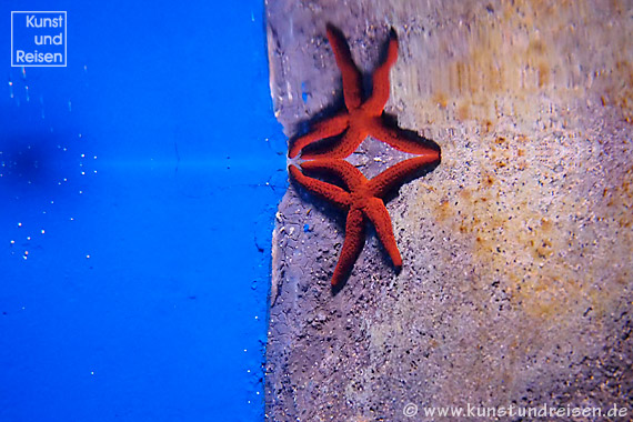 Genua, Roter Seestern im Aquarium