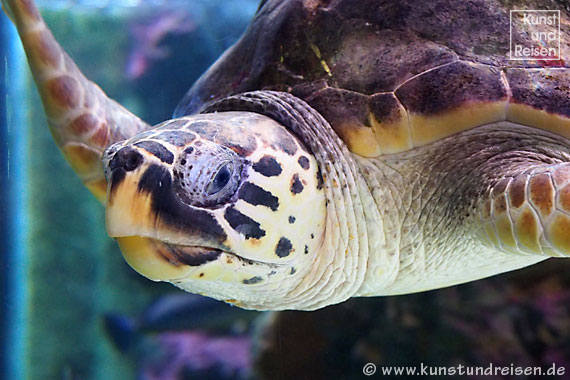 Genua, Unechte Karettschildkröte (Caretta caretta) im Aquarium