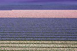 Hyazinthenfelder im Frühling, Niederlande