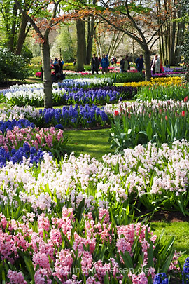Blumenpark Keukenhof, Holland