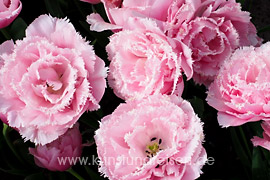 Rose-weiße Tulpe Pink Magic im Keukenhof, Lisse