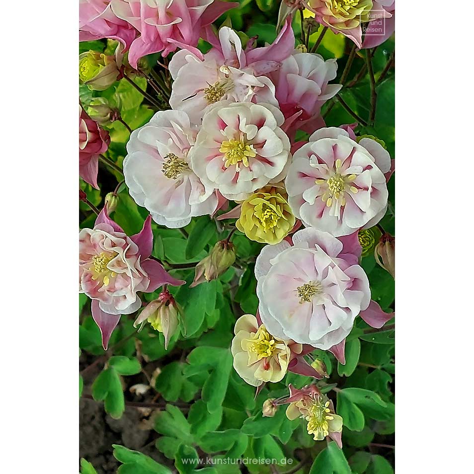 Wald Akelei Winky Double Rose & White