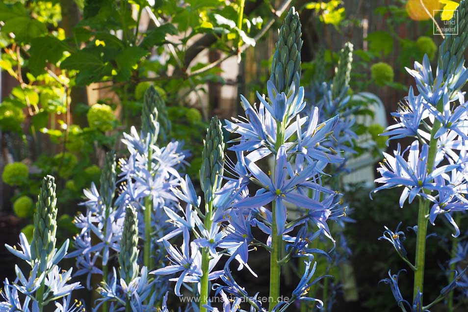 Blüten blaue Prärielilie