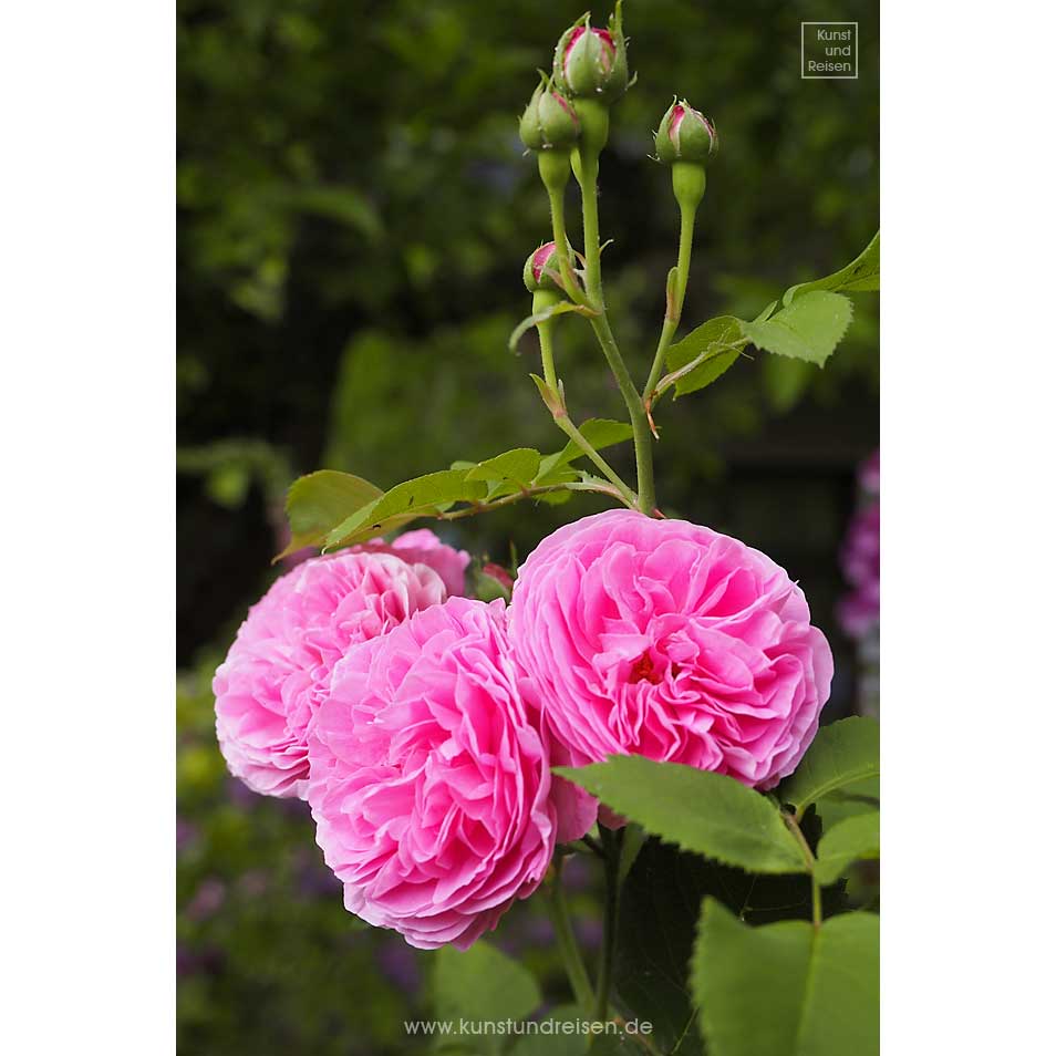 Blüten Rose Louise Odier