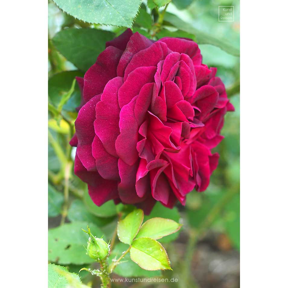 Blüte Rose 'Munstead Wood'