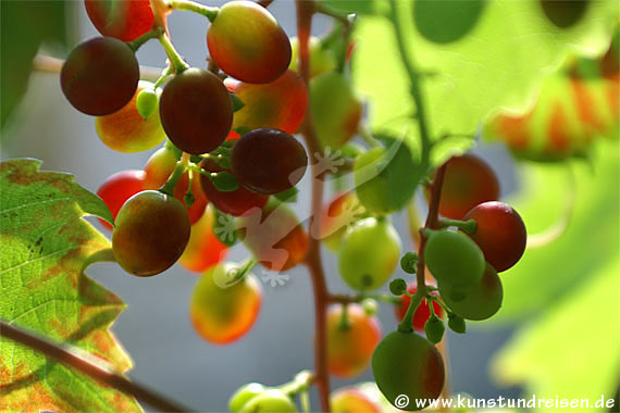 grappoli di uva