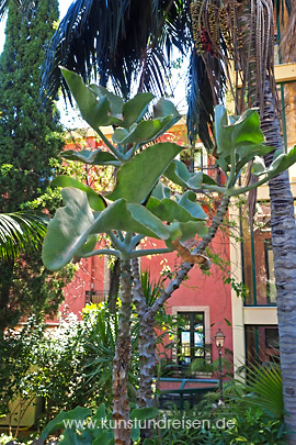 Dickblattgewächs (Samt-Kalanchoe beharensis) Garten der Villa Schuler, Taormina